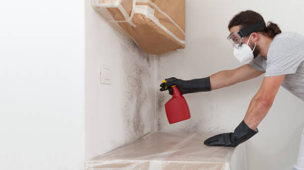 Professional Mold Removal technician working in Grassflat, PA
