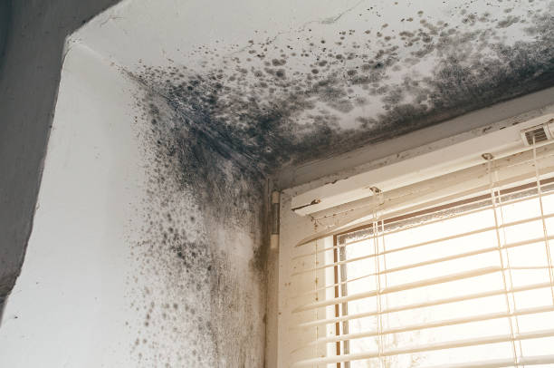 Affordable Mold Removal solutions in Grassflat, PA
