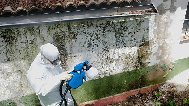 Top rated local Mold Removal specialists in Grassflat, PA
